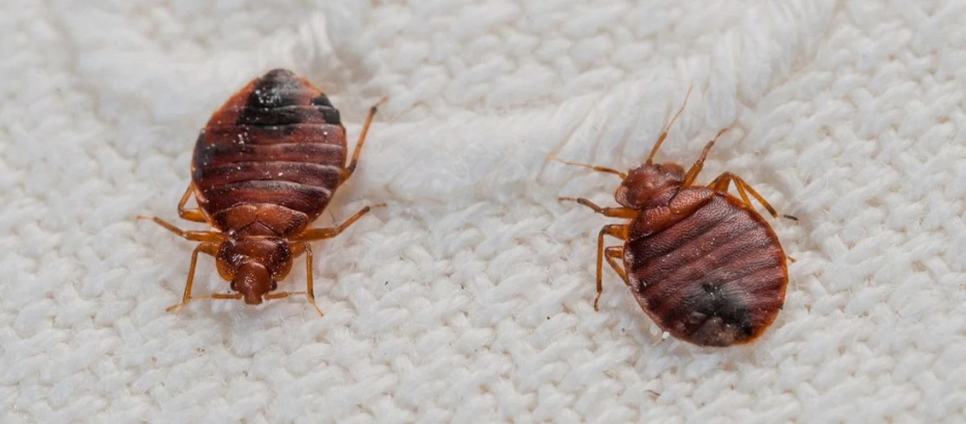 Πείτε «αντίο» στα ακάρεα που «περπατούν» πάνω στο στρώμα σας με αυτόν τον απλό τρόπο